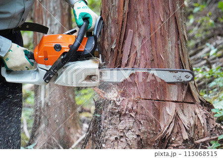 山の大きな檜の木をチェーンソーで伐採する山師 113068515