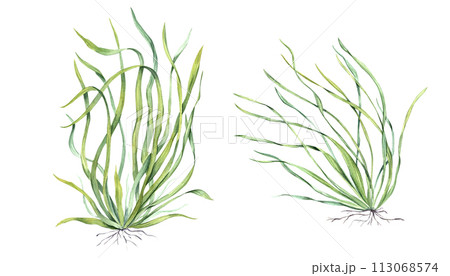 Sea grass. Aquarium plant. Algae, seaweed. Underwater kelp. Green herb. Long leaves. Watercolor illustration isolated on white. Shop design , print, card, book, logo 113068574