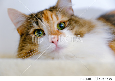 見つめる猫 113068659