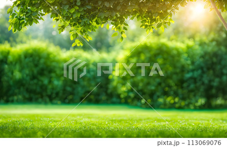 Expansive lawn edged with vibrant green trim leading to a blank area 113069076