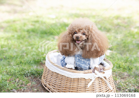 カゴに入ったトイプードルのチロル カゴに入ったトイプードルのチロル 113069168