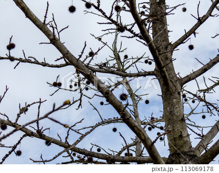 モミジバフウ　枝 113069178