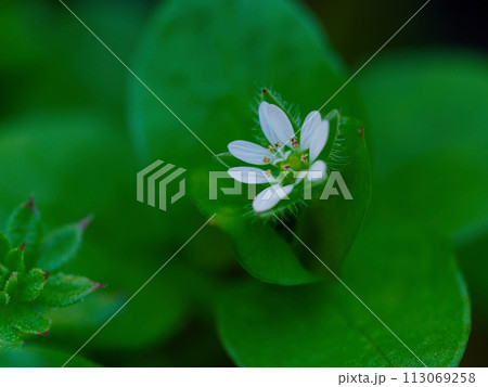 早春の花　ハコベの白い花 113069258