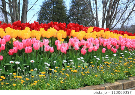 青空とカラフルなチューリップ＜あしかがフラワーパーク＞ 113069357