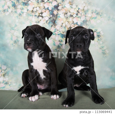 Two Black male American Staffordshire Bull Terrier dogs puppies on flowers background Two Black male American Staffordshire Bull Terrier dogs puppies on flowers background 113069441