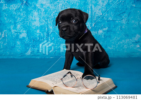 American Staffordshire Bull Terrier dogs puppy with book on blue background American Staffordshire Bull Terrier dogs puppy with book on blue background 113069481