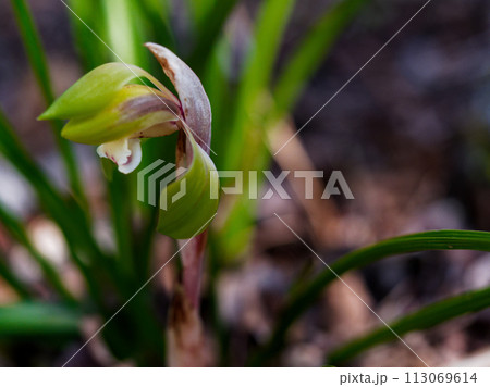 春の山野草ラン科シュンランの開花 113069614