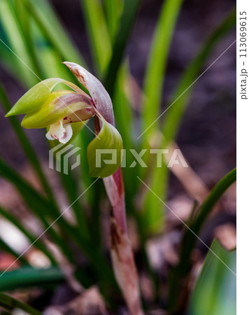 春の山野草ラン科シュンランの開花 113069615