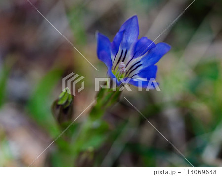 春の山野草　リンドウ科ハルリンドウの開花 113069638