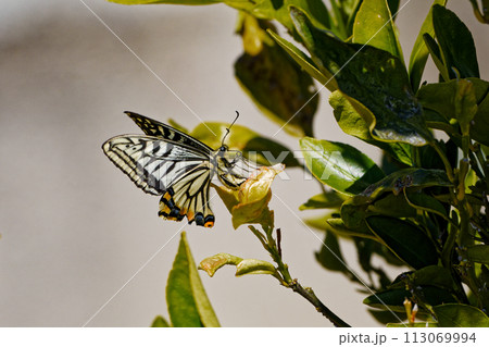 ミカン科植物で産卵するアゲハチョウ科アゲハ♀ 113069994