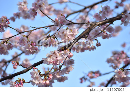 晴れやかな青空に映える早咲きの大漁桜 113070024