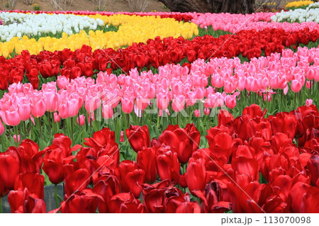 カラフルなチューリップ＜あしかがフラワーパーク＞ 113070098