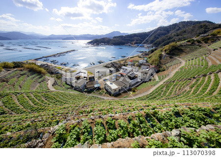 遊子水荷浦の段畑（愛媛県宇和島市） 113070398