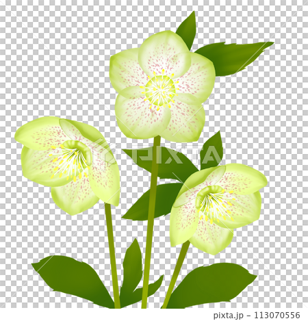 christmas rose green flowers christmas rose green flowers 113070556