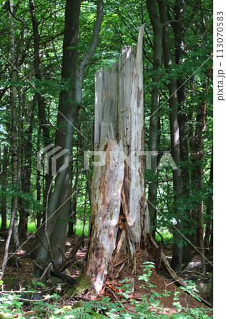 Baumstumpf Tree stump Baumstumpf Tree stump 113070583