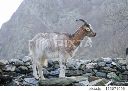 Pyrenean goat, a breed to produce organic French Basque country goat cheese 113071096