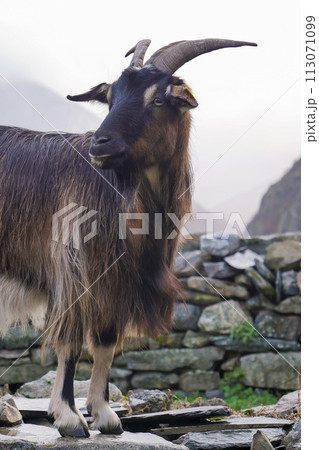 Pyrenean goat, a breed to produce organic French Basque country goat cheese Pyrenean goat, a breed to produce organic French Basque country goat cheese 113071099