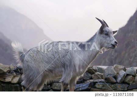 Pyrenean goat, a breed to produce organic French Basque country goat cheese Pyrenean goat, a breed to produce organic French Basque country goat cheese 113071108