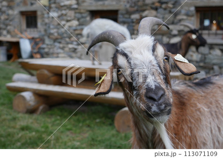 Pyrenean goat, a breed to produce organic French Basque country goat cheese Pyrenean goat, a breed to produce organic French Basque country goat cheese 113071109