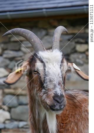 Pyrenean goat, a breed to produce organic French Basque country goat cheese Pyrenean goat, a breed to produce organic French Basque country goat cheese 113071111