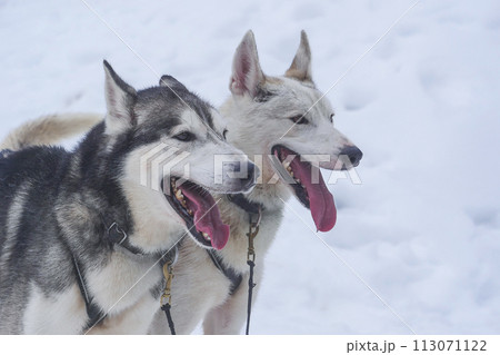 Husky dog ready for a ride, Pyrenees, France 113071122