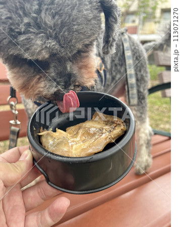 犬 狗 わんこ 113071270