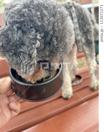 犬 狗 わんこ 113071271