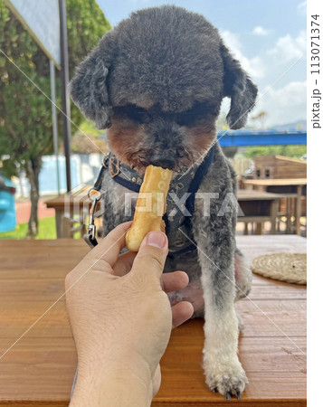犬 狗 わんこ 113071374