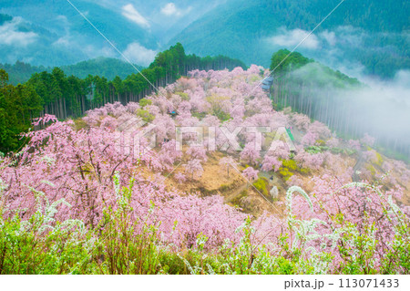 奈良県　東吉野　高見の郷　（天空の庭） 113071433