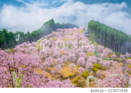 奈良県 東吉野 高見の郷 (天空の庭) 奈良県 東吉野 高見の郷 (天空の庭) 113071436