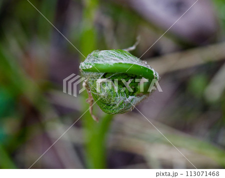 多年生シダ植物ゼンマイ科ゼンマイの胞子葉 多年生シダ植物ゼンマイ科ゼンマイの胞子葉 113071468
