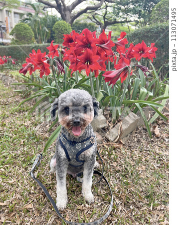 君子蘭 犬 狗 113071495