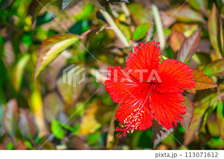 ハイビスカス 赤い花 南国 トロピカル コピースペース 沖縄 ハイビスカス 赤い花 南国 トロピカル コピースペース 沖縄 113071612