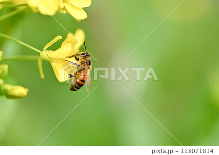 菜の花×蜜蜂 113071814