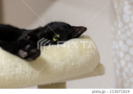 キャットタワーで見つめる猫 113071824