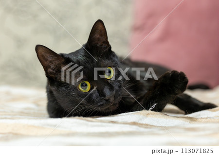 ホットカーペットの上でカメラ目線の黒猫 113071825