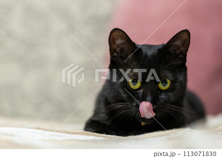 見つめる黒猫 113071830