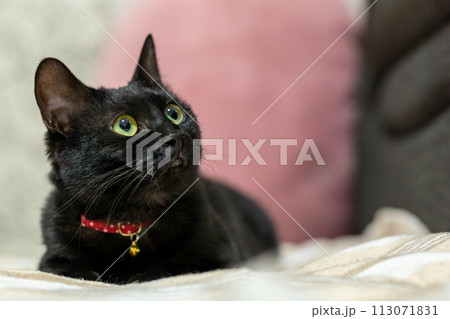 見あげる黒猫 見あげる黒猫 113071831