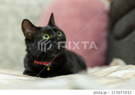 見上げる黒猫 113071832