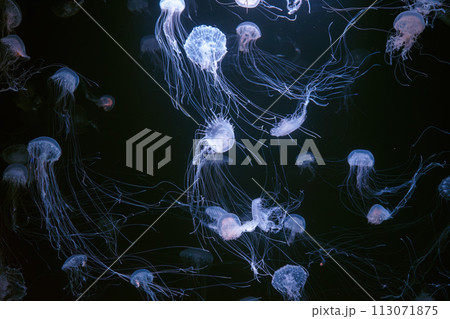 Group of Atlantic sea nettle jellyfish floating in illuminated aquarium 113071875