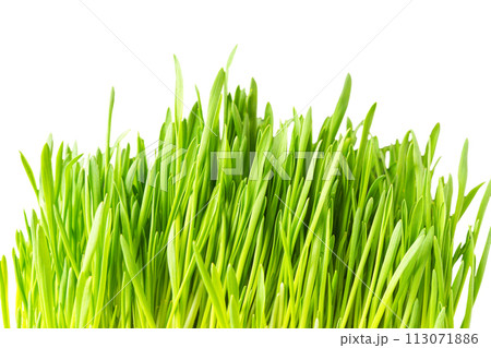 Fresh green grass isolated on white background. Grass leaves close up, macro 113071886