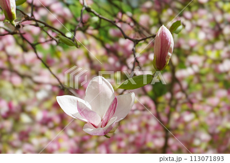 Blooming tree branch with pink Magnolia soulangeana flowers outdoors Blooming tree branch with pink Magnolia soulangeana flowers outdoors 113071893