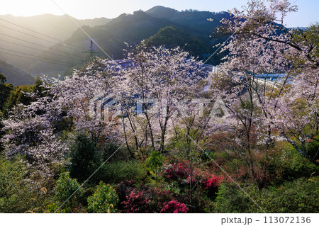 鶴田ダム公園から見る桜 鶴田ダム公園から見る桜 113072136
