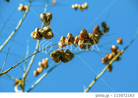 Koelreuteria paniculata tree and flower in spring. The yellow flowers have turned into brownish seed pods Koelreuteria paniculata tree and flower in spring. The yellow flowers have turned into brownish seed pods 113072163
