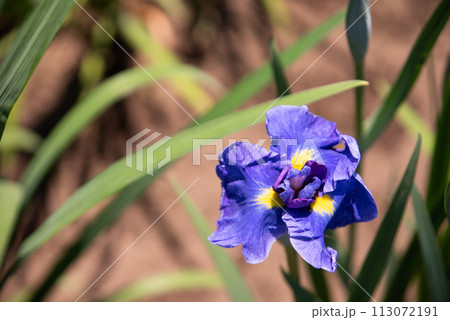 別府市　神楽女湖の花菖蒲 113072191