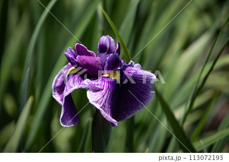 別府市 神楽女湖の花菖蒲 別府市 神楽女湖の花菖蒲 113072193