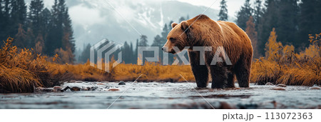 large brown grizzly bear on water of forest river in summer. Panoramic wild nature landscape 113072363