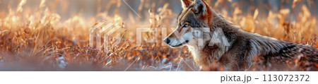 gray wolf in summer field in forest 113072372