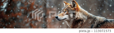 portrait of gray wolf in winter in forest with snow close-up 113072373