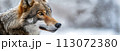 portrait of the gray wolf in winter in field with snow close-up 113072380